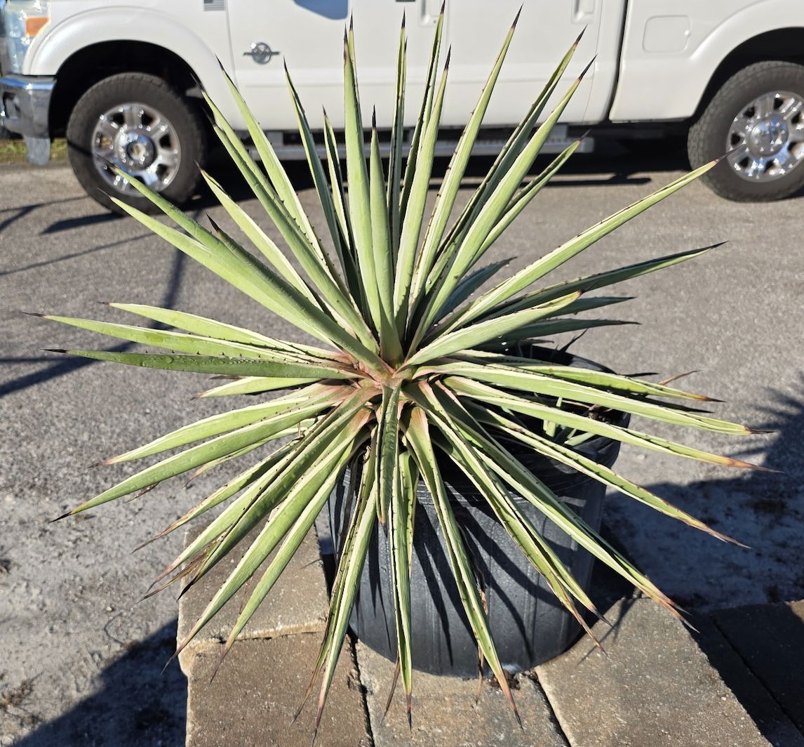 Agave Caribbean (Agave spp.)