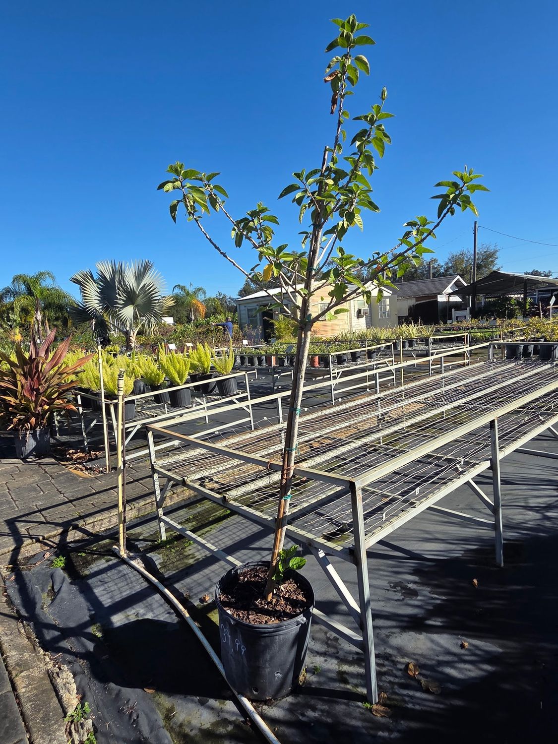 Hibiscus (Hibiscus rosa-sinensis), Size: 7 Gallon