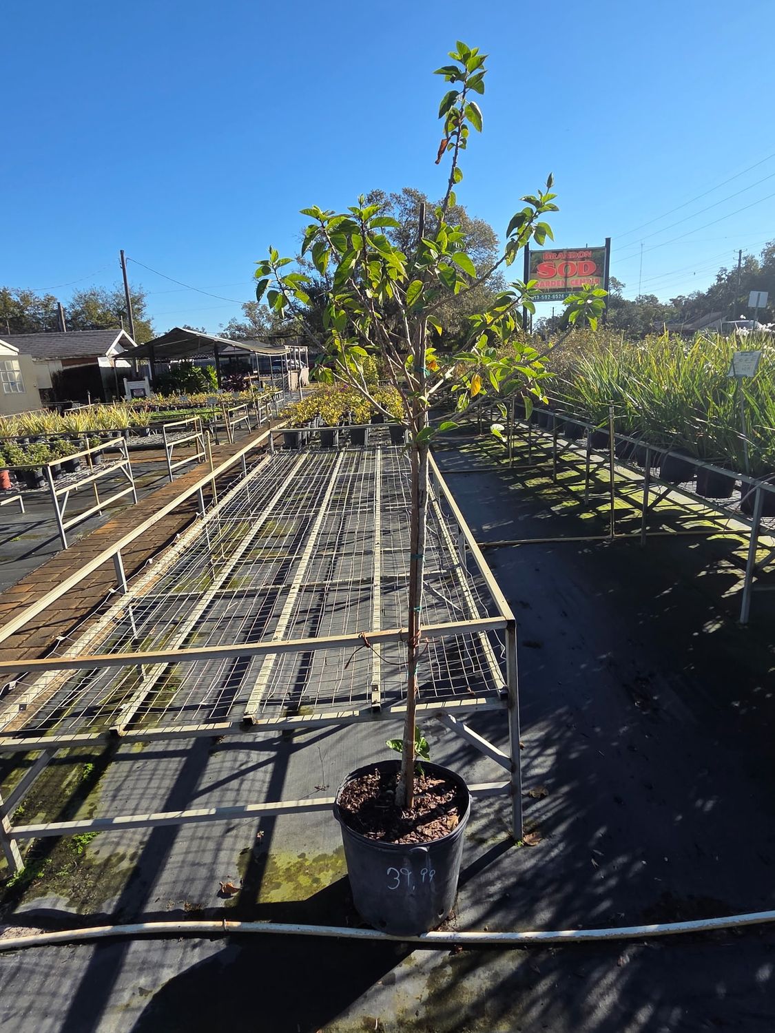 Hibiscus (Hibiscus rosa-sinensis)