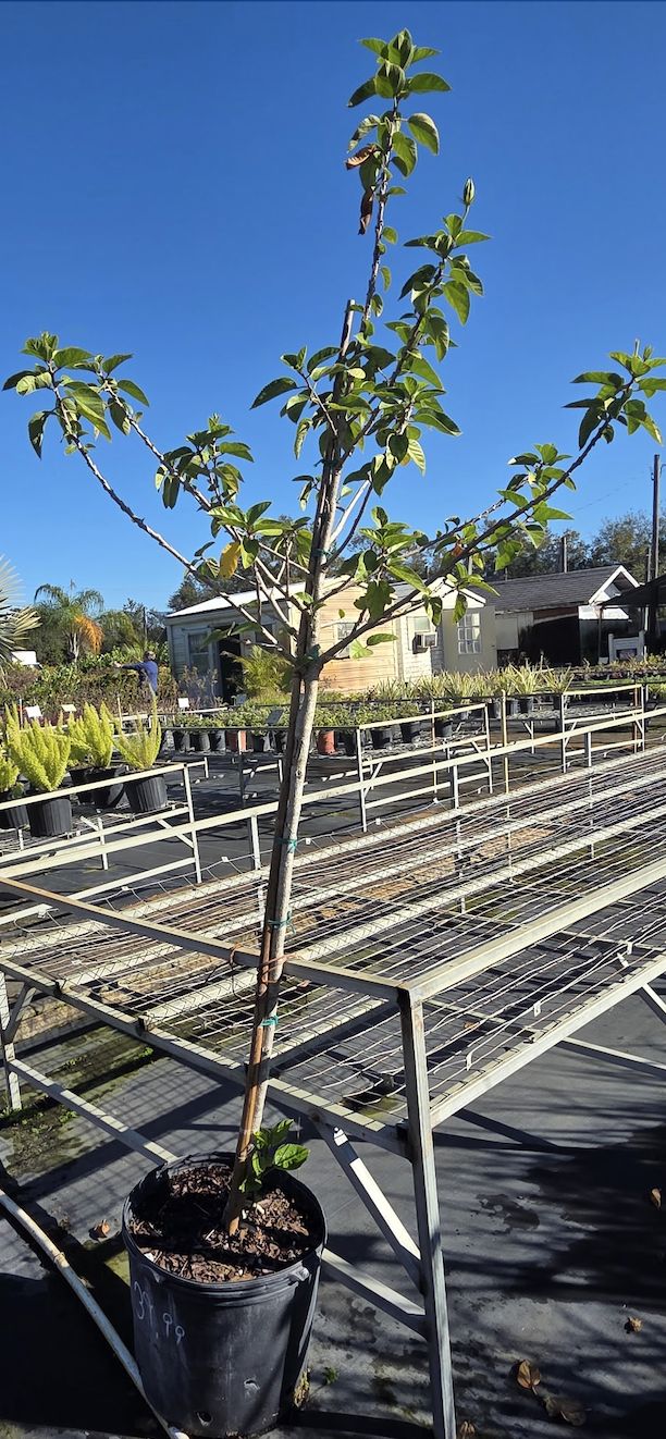 Hibiscus (Hibiscus rosa-sinensis)