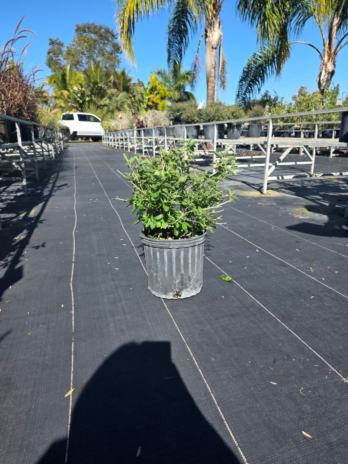 Sweet Almond (Prunus amygdalus), Size: 3 Gallon