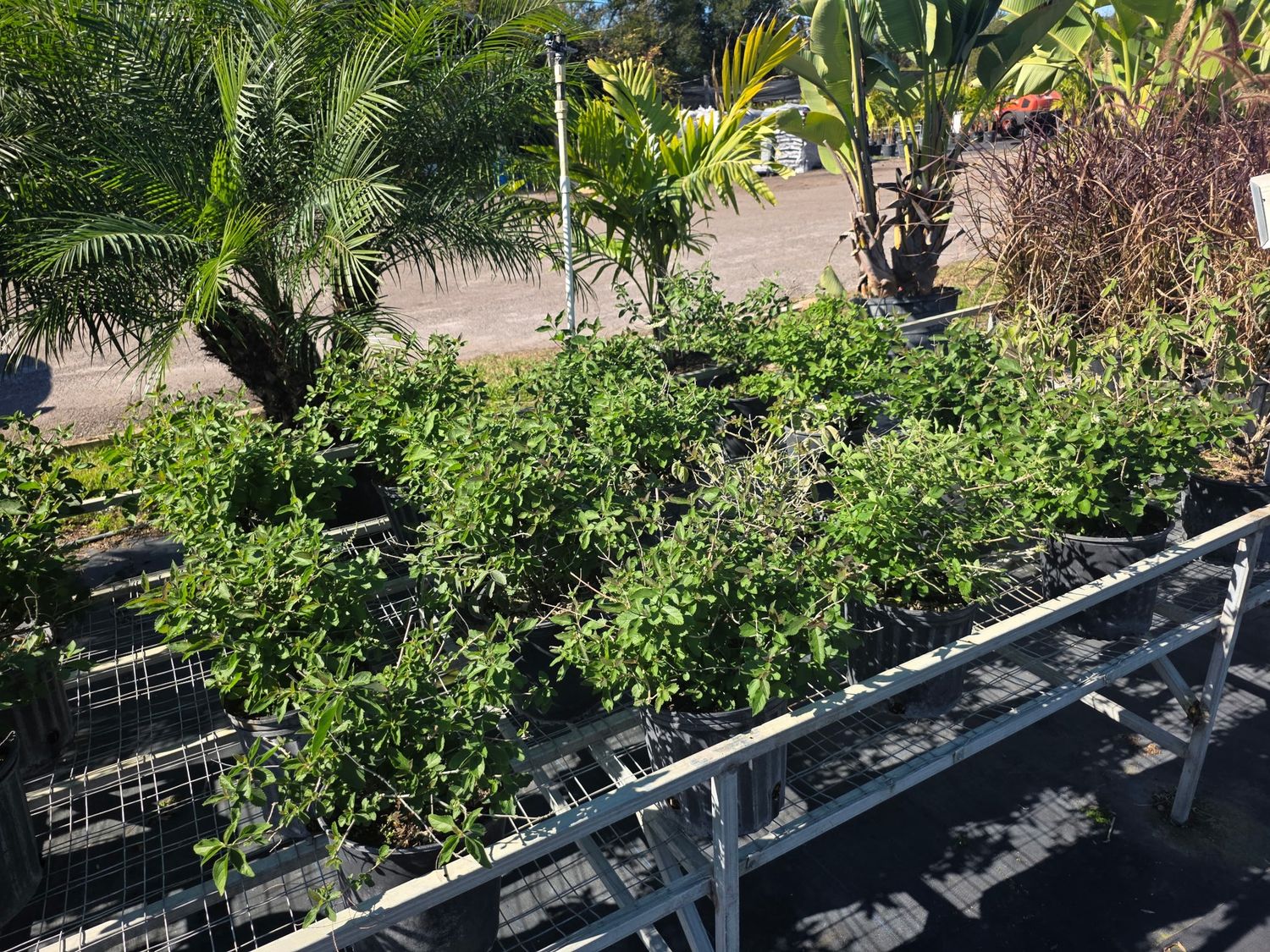 Sweet Almond (Prunus amygdalus)