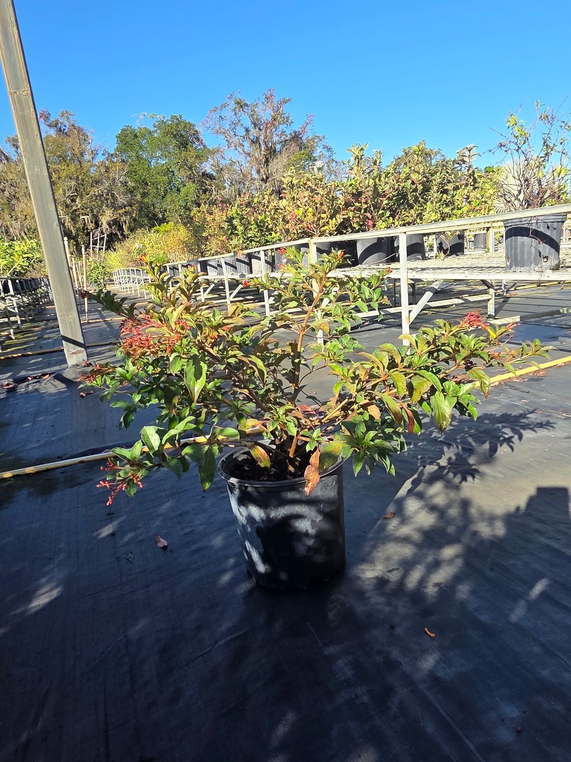 Fire Bush (Hamelia patens), Size: 3 Gallon