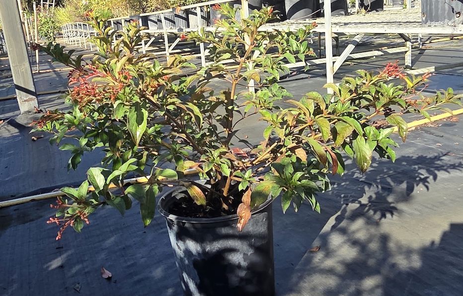 Fire Bush Dwarf Orange, Size: 3 Gallon