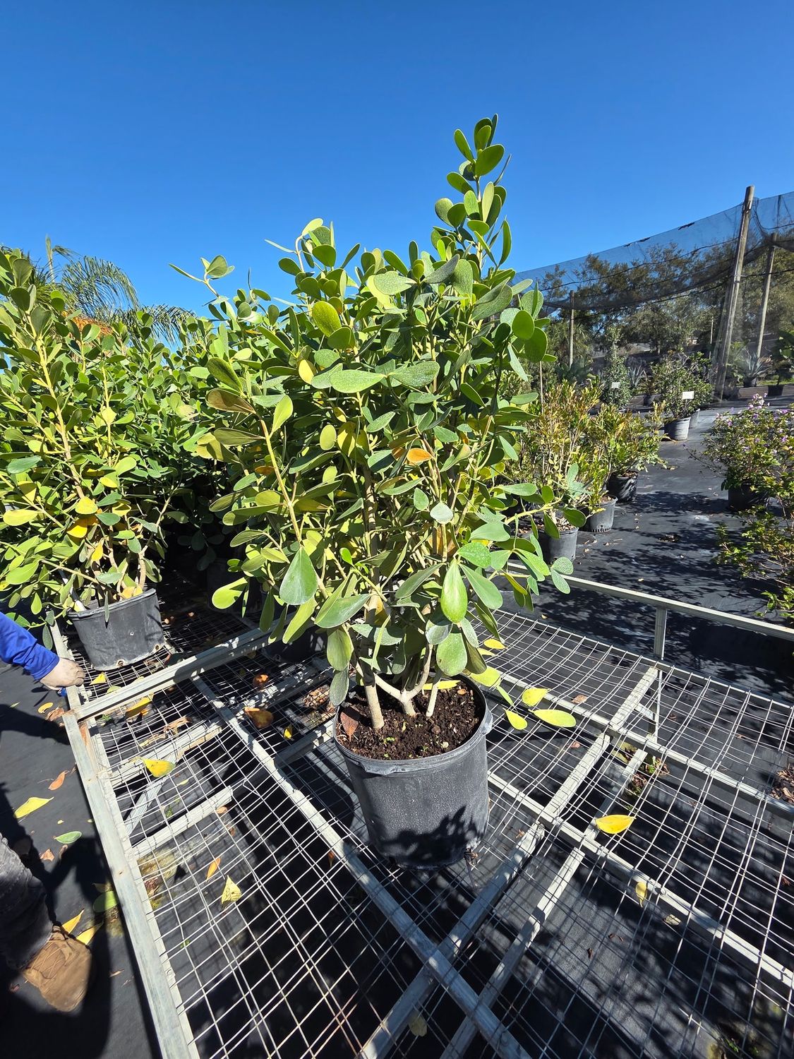 Clusia (Clusia rosea)