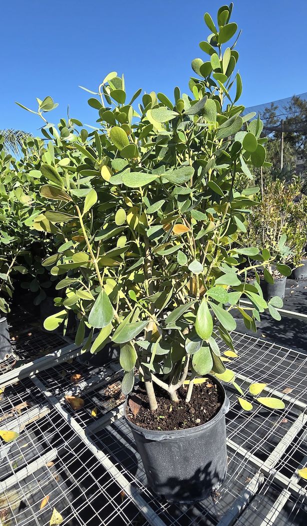 Clusia (Clusia rosea)