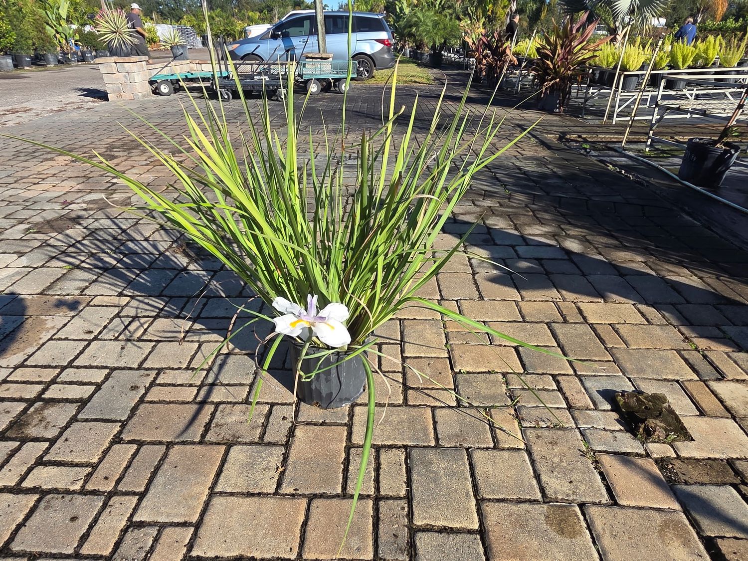 African Iris (Dietes iridioides)