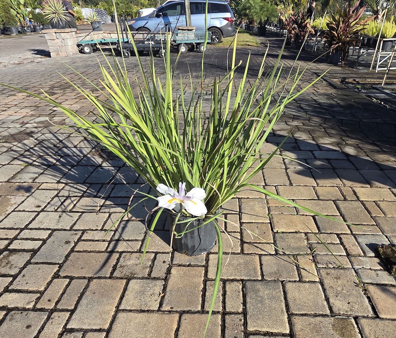 African Iris (Dietes iridioides)