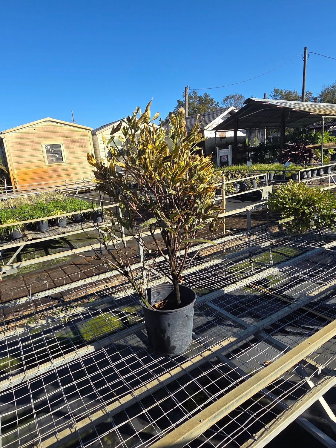 Croton ‘Yellow Mammy’ (Codiaeum variegatum 'Yellow Mammy), Size: 3 Gallon
