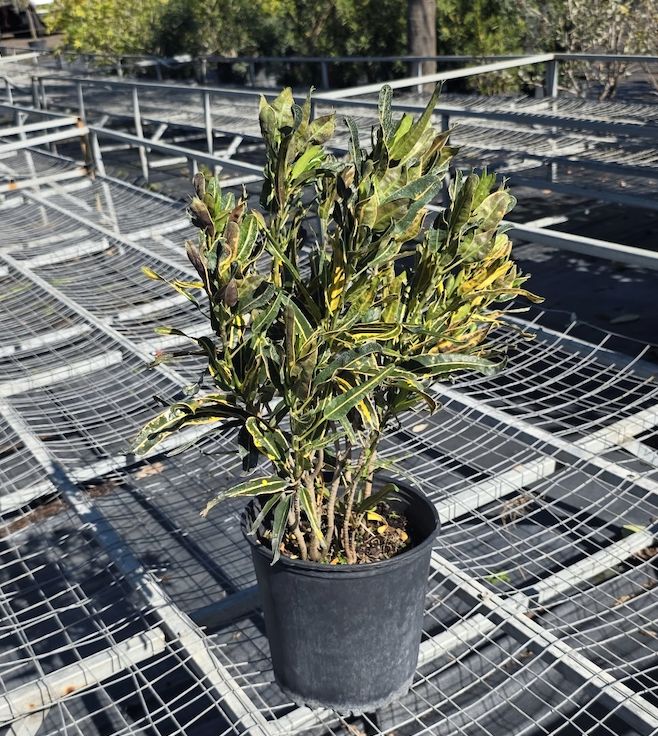 Croton ‘Yellow Mammy’ (Codiaeum variegatum 'Yellow Mammy)