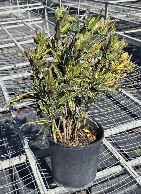 Croton ‘Yellow Mammy’ (Codiaeum variegatum 'Yellow Mammy), Size: 3 Gallon