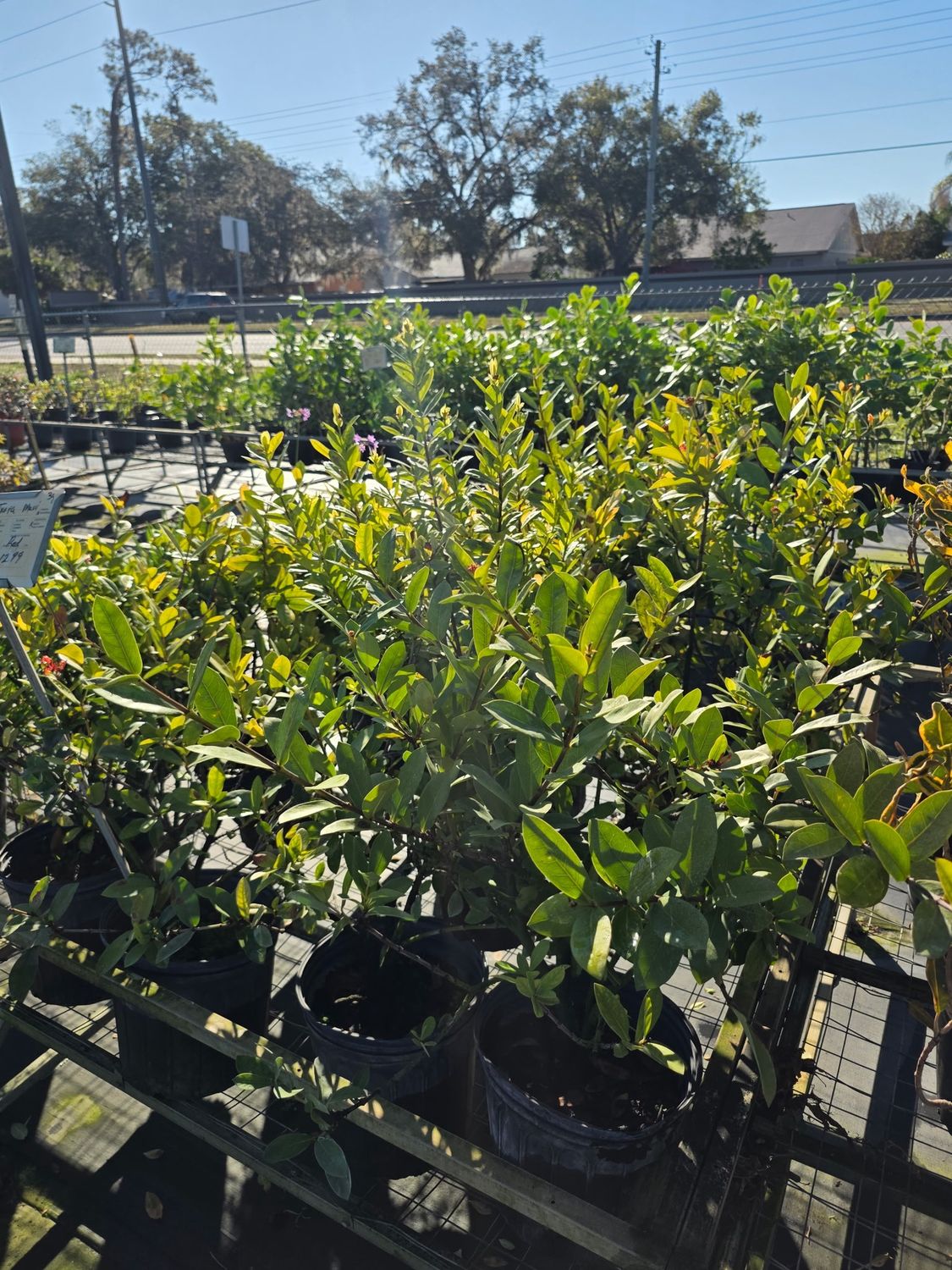 Ixora ‘Maui’ (Ixora coccinea 'Maui')