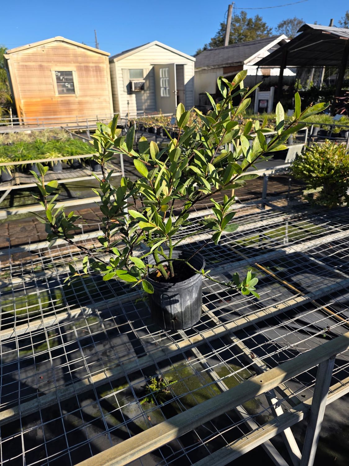 Ixora ‘Maui’ (Ixora coccinea 'Maui'), Size: 3 Gallon