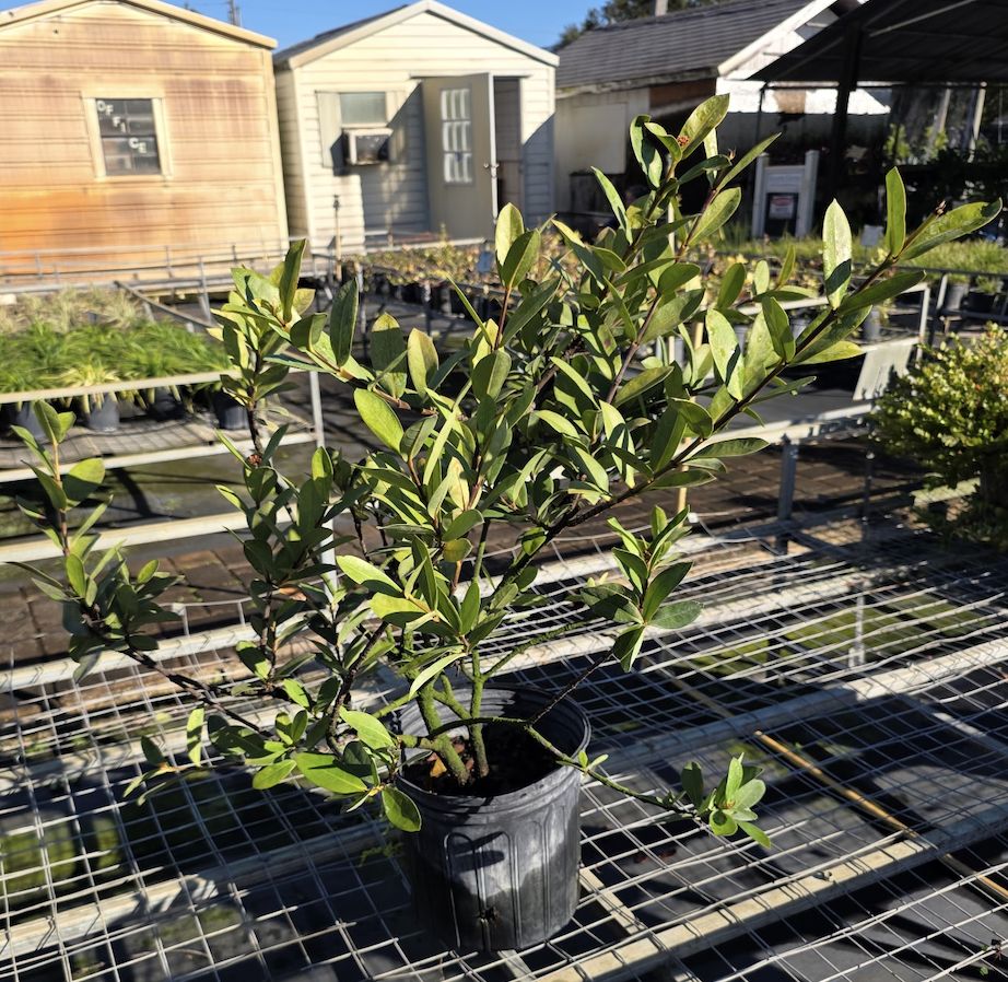 Ixora ‘Maui’ (Ixora coccinea 'Maui'), Size: 3 Gallon