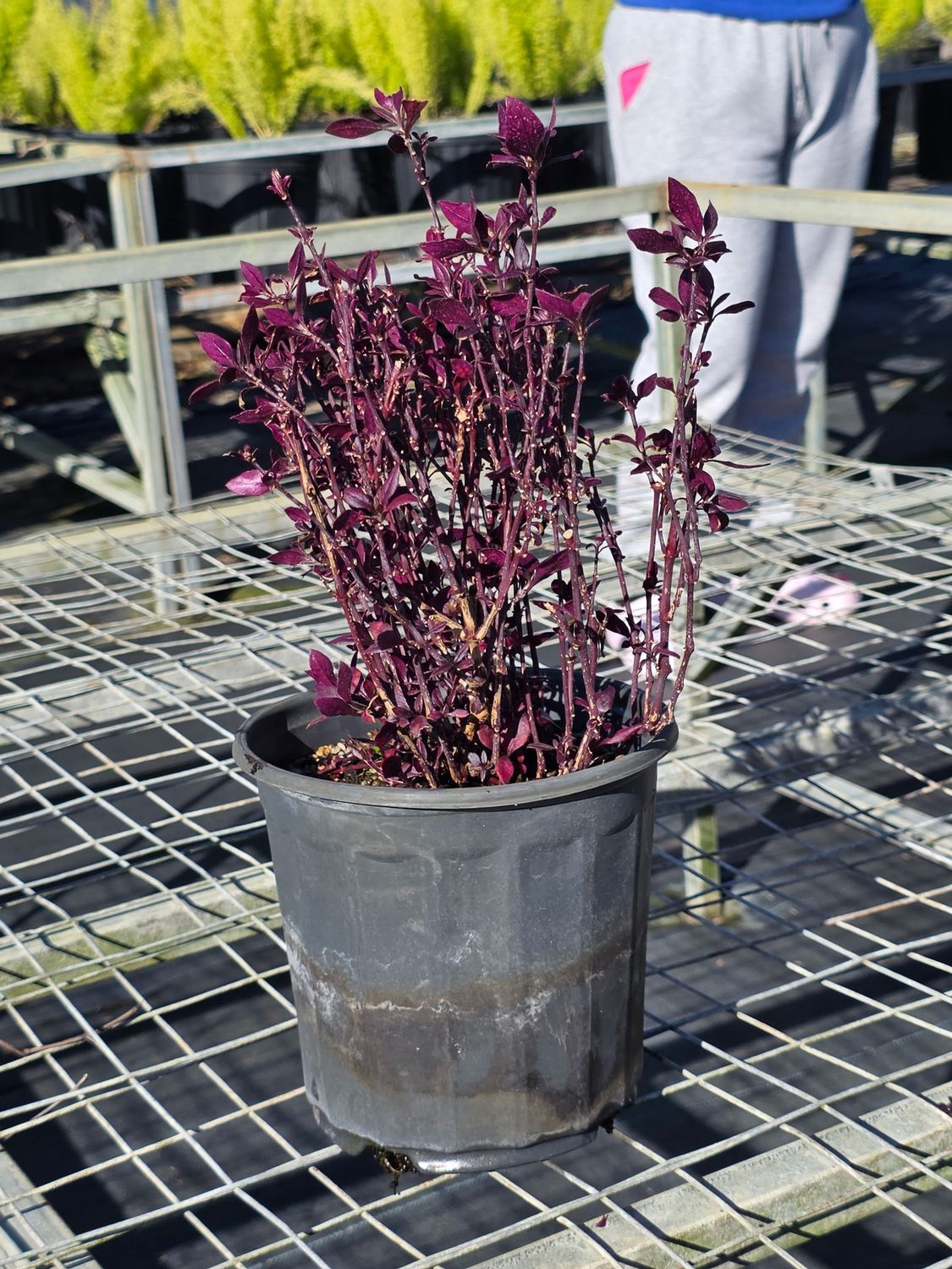 Joseph’s Coat (Acalypha wilkesiana), Size: 1 Gallon