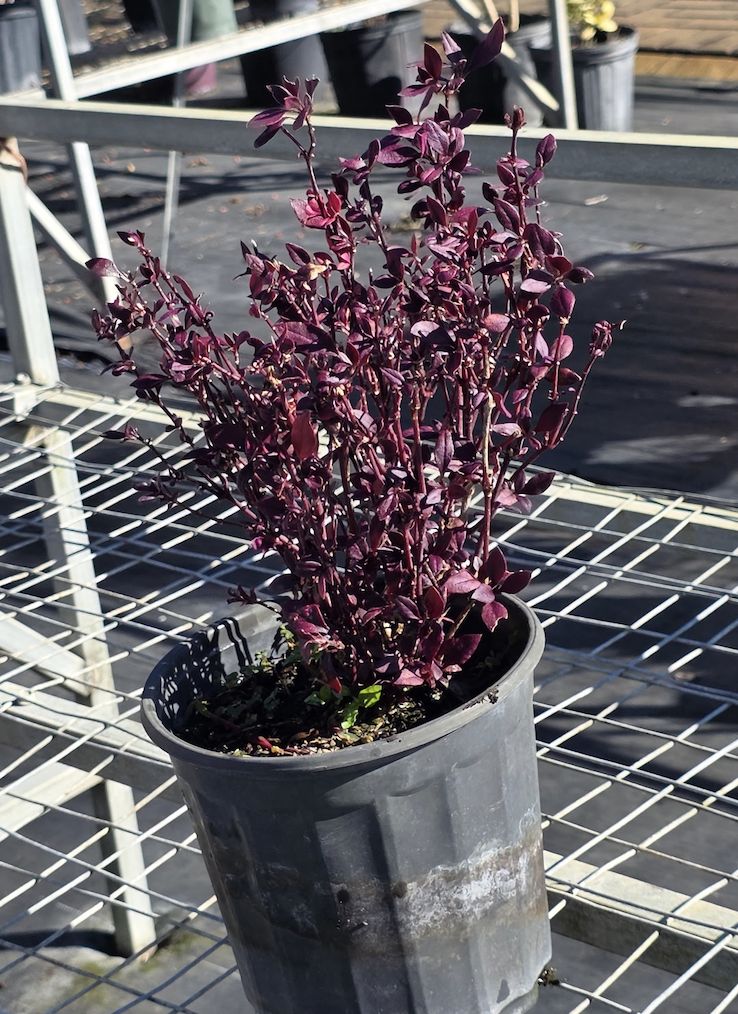 Joseph’s Coat (Acalypha wilkesiana)