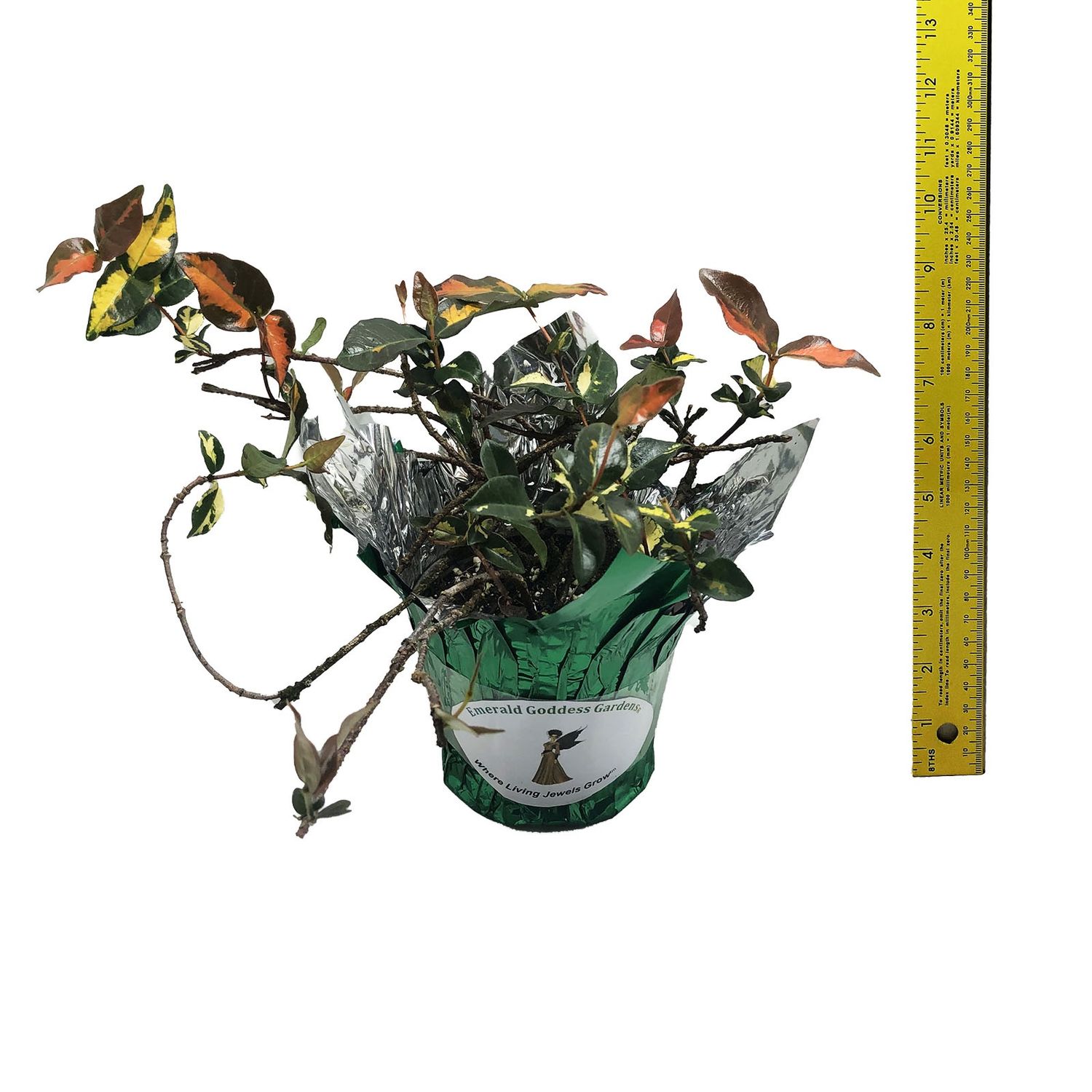 Jasmine Minima Sunset