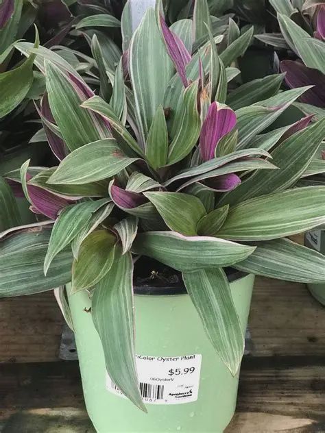 Oyster Plant