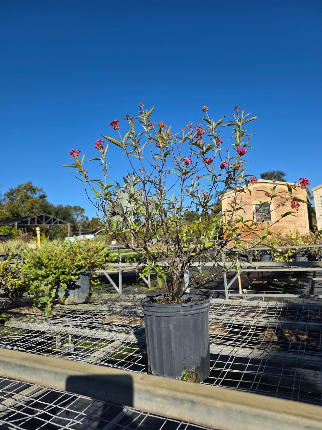 Panama Rose (Arachnothryx leucophylla), Size: 3 Gallon