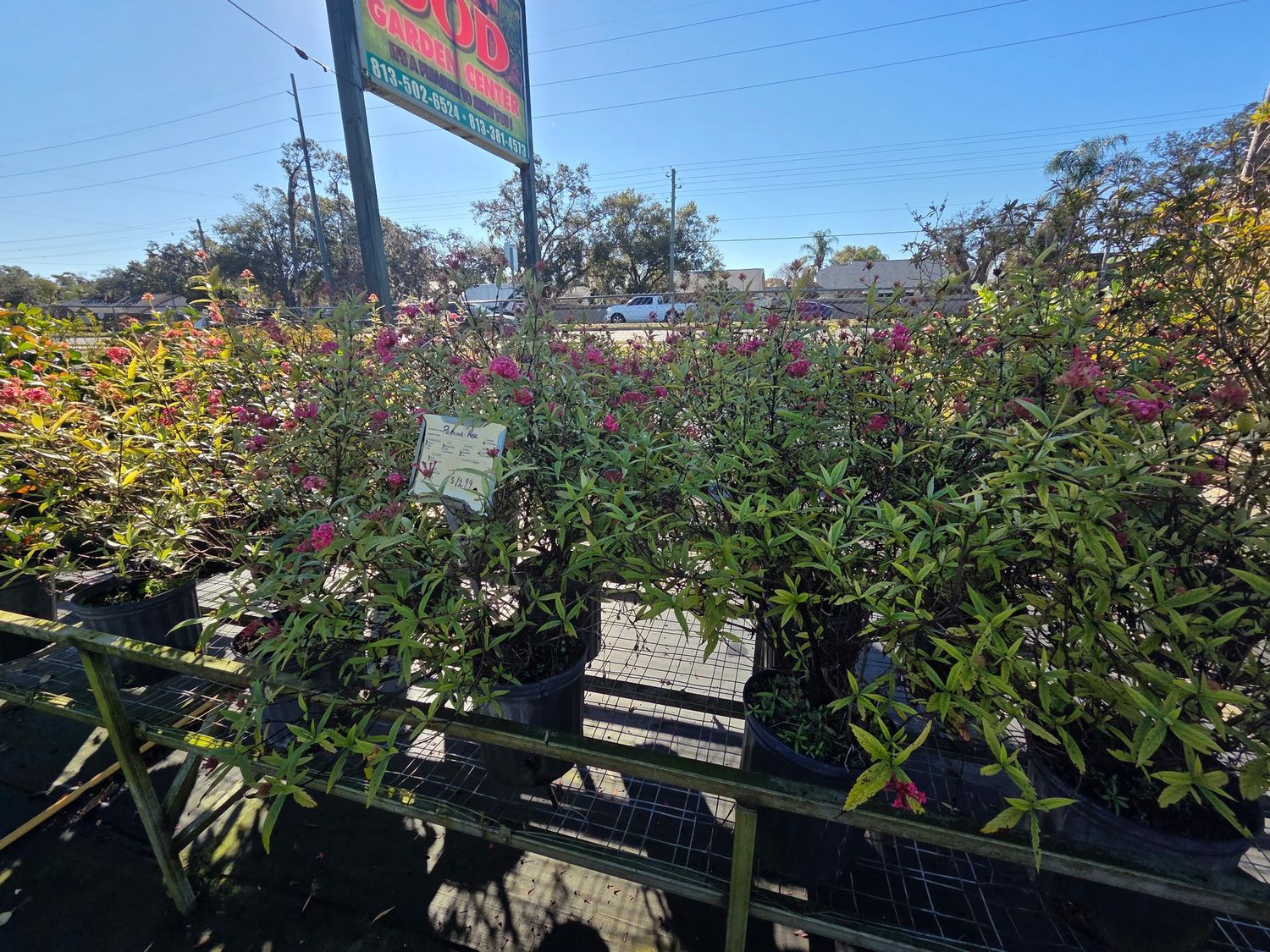 Panama Rose (Arachnothryx leucophylla)