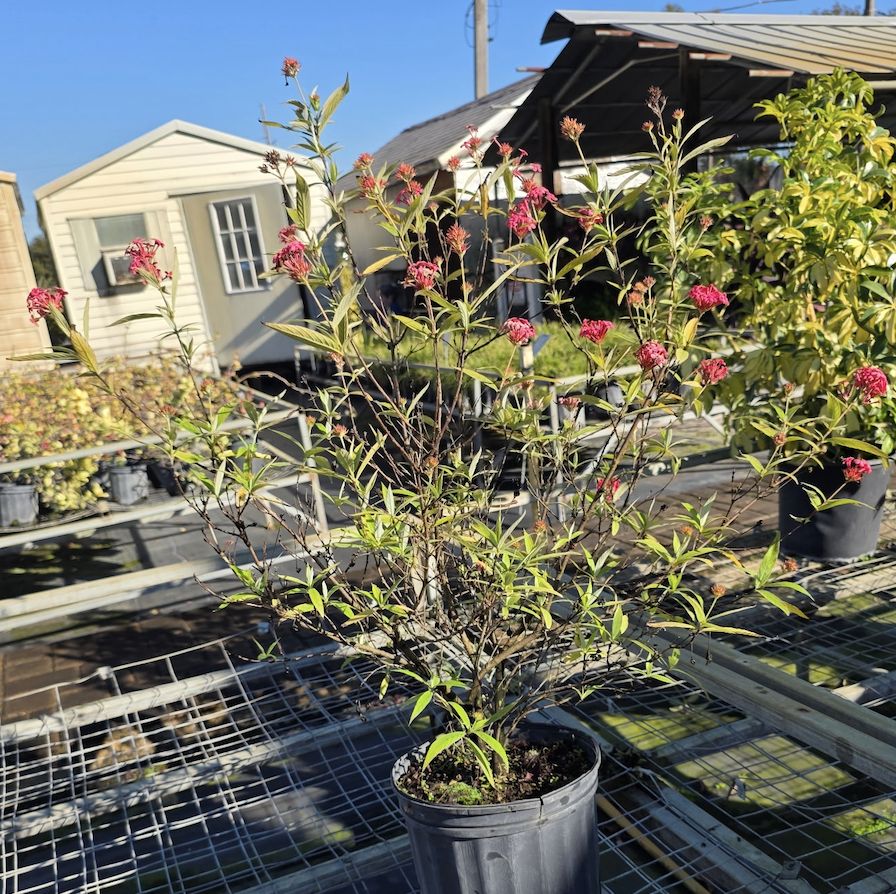 Panama Rose (Arachnothryx leucophylla)