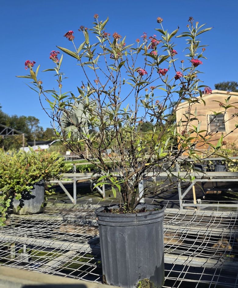 Panama Rose (Arachnothryx leucophylla), Size: 3 Gallon