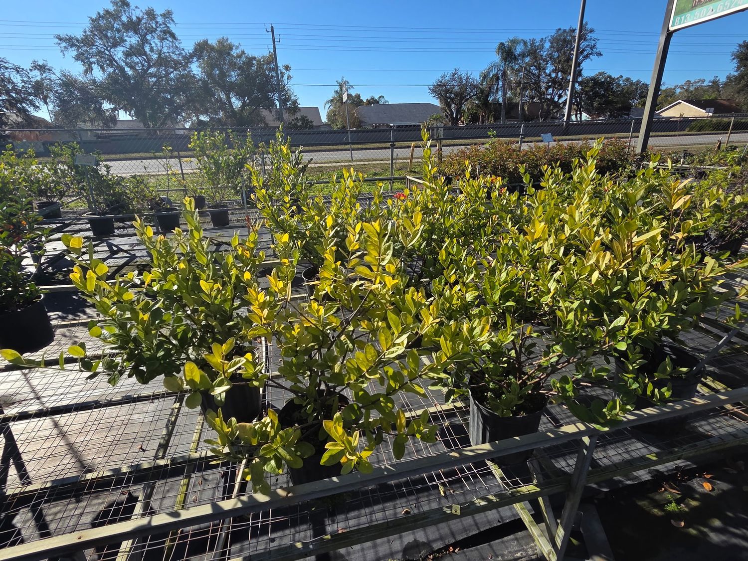 Ixora (Red) (Ixora coccinea(red))