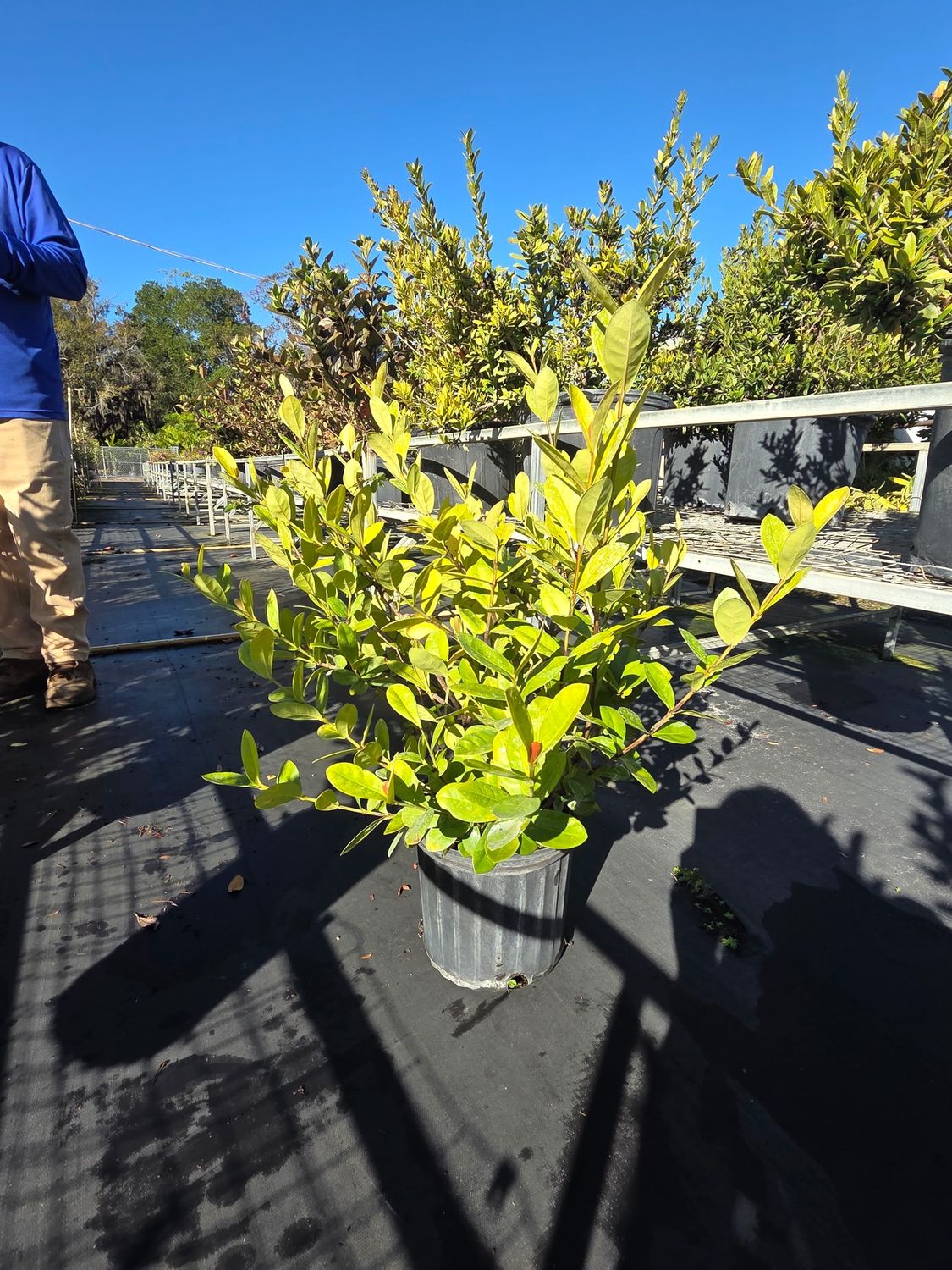 Ixora (Red) (Ixora coccinea(red)), Size: 3 Gallon