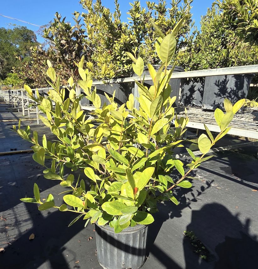 Ixora (Red) (Ixora coccinea(red)), Size: 3 Gallon