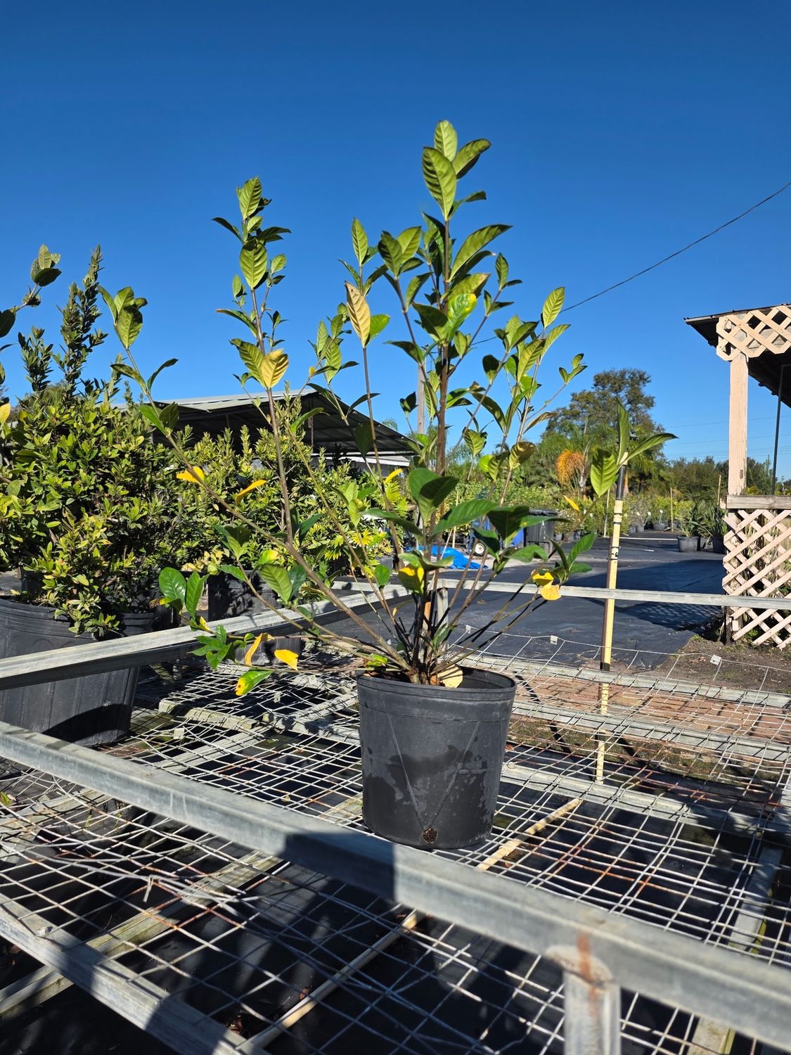 Gardenia (Gardenia jasminoides), Size: 3 Gallon
