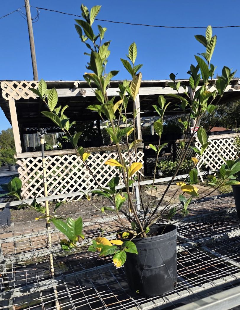 Gardenia (Gardenia jasminoides)