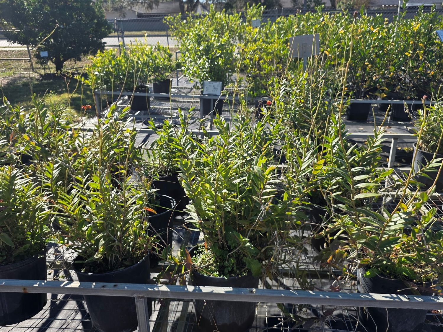 Ground Orchid (Epidendrum) (Epidendrum spp.)