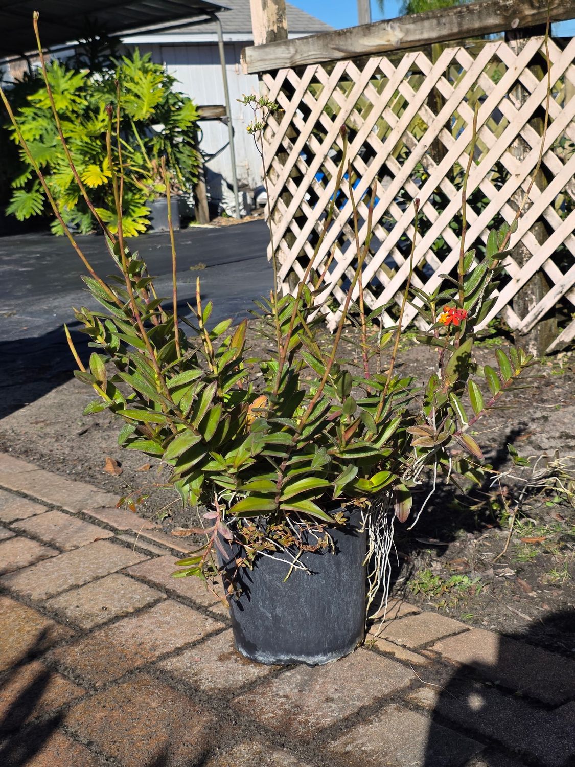 Ground Orchid (Epidendrum) (Epidendrum spp.), Size: 3 Gallon