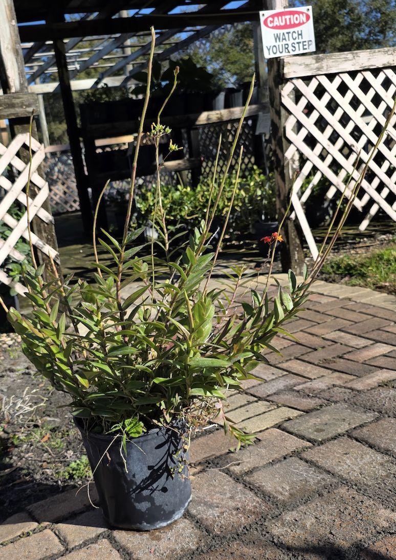 Ground Orchid (Epidendrum) (Epidendrum spp.), Size: 3 Gallon