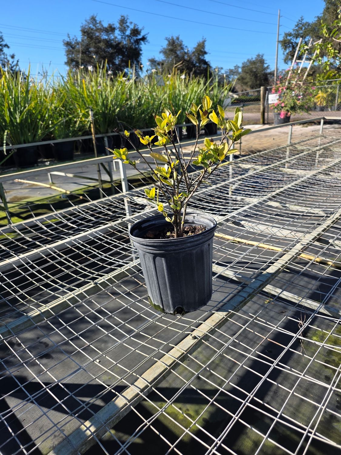 Ixora ‘Maui’ (Yellow) (Ixora coccinea ‘Maui Yellow’)