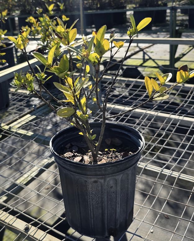 Ixora ‘Maui’ (Yellow) (Ixora coccinea ‘Maui Yellow’), Size: 3 Gallon