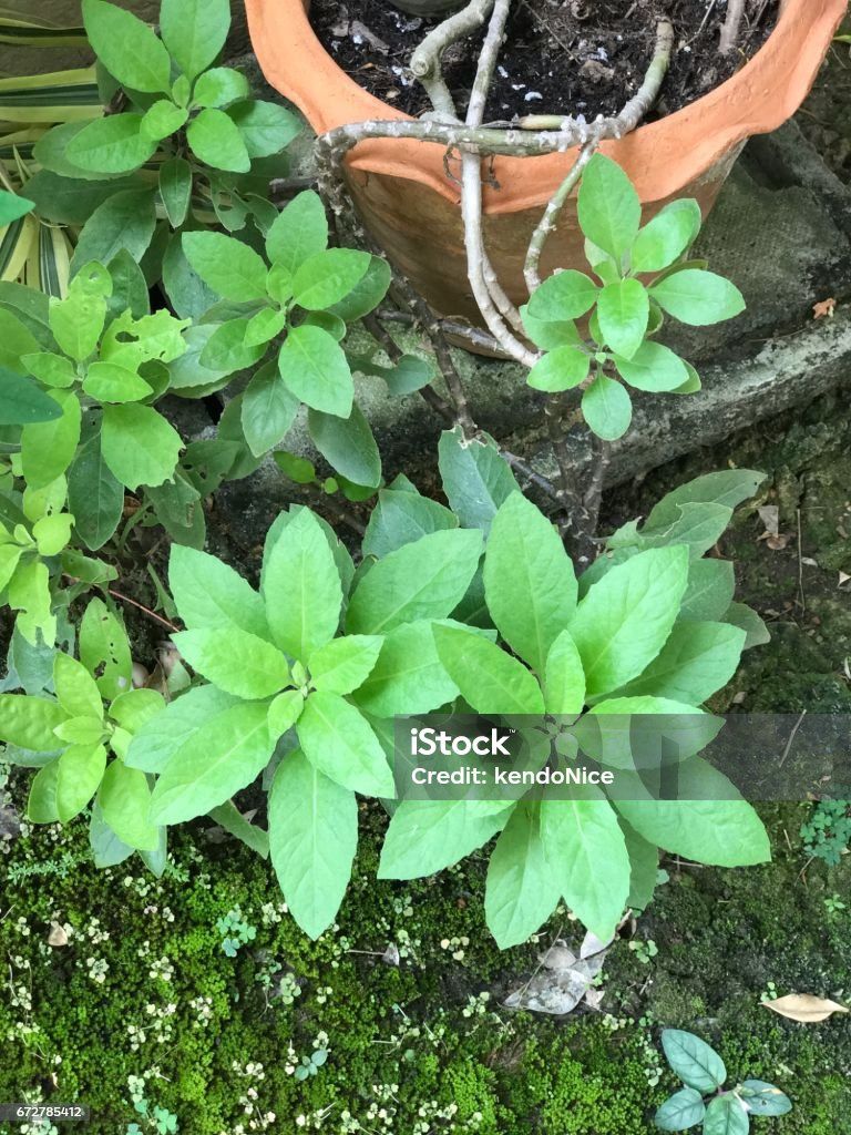 Yesterday, Today, Tomorrow 1galon