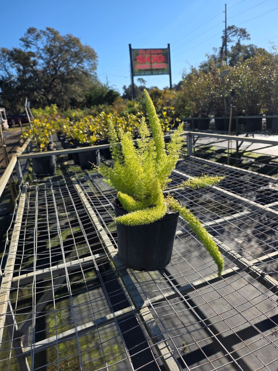 Foxtail Fern (Asparagus densiflorus 'Myersii'), Size: 3 Gallon