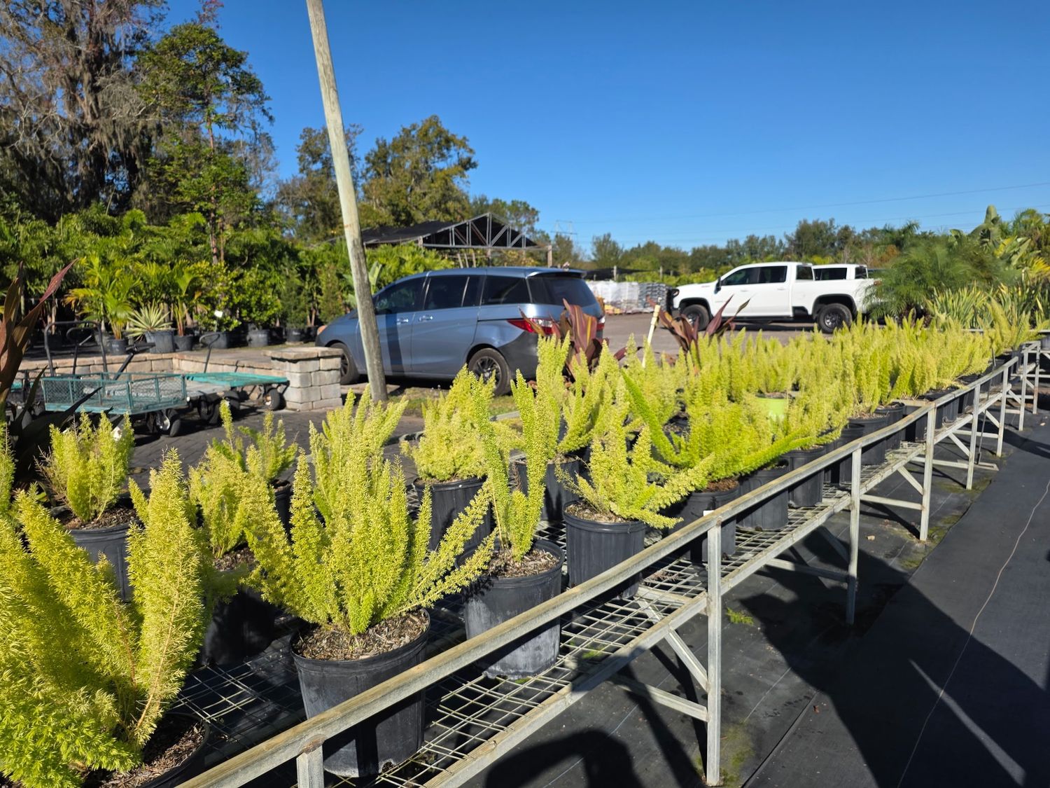 Foxtail Fern (Asparagus densiflorus 'Myersii')