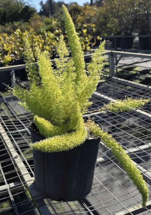 Foxtail Fern, Size: 3 Gallon