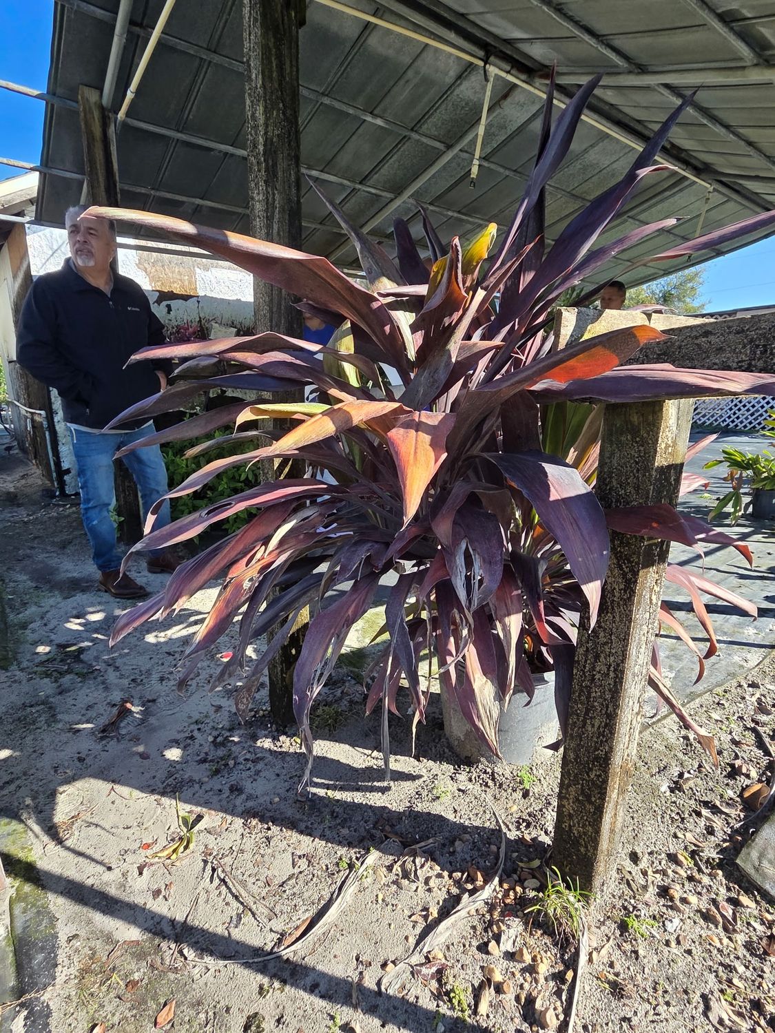 Cordyline ‘Black Magic’ (Cordyline fruticosa 'Black Magic')