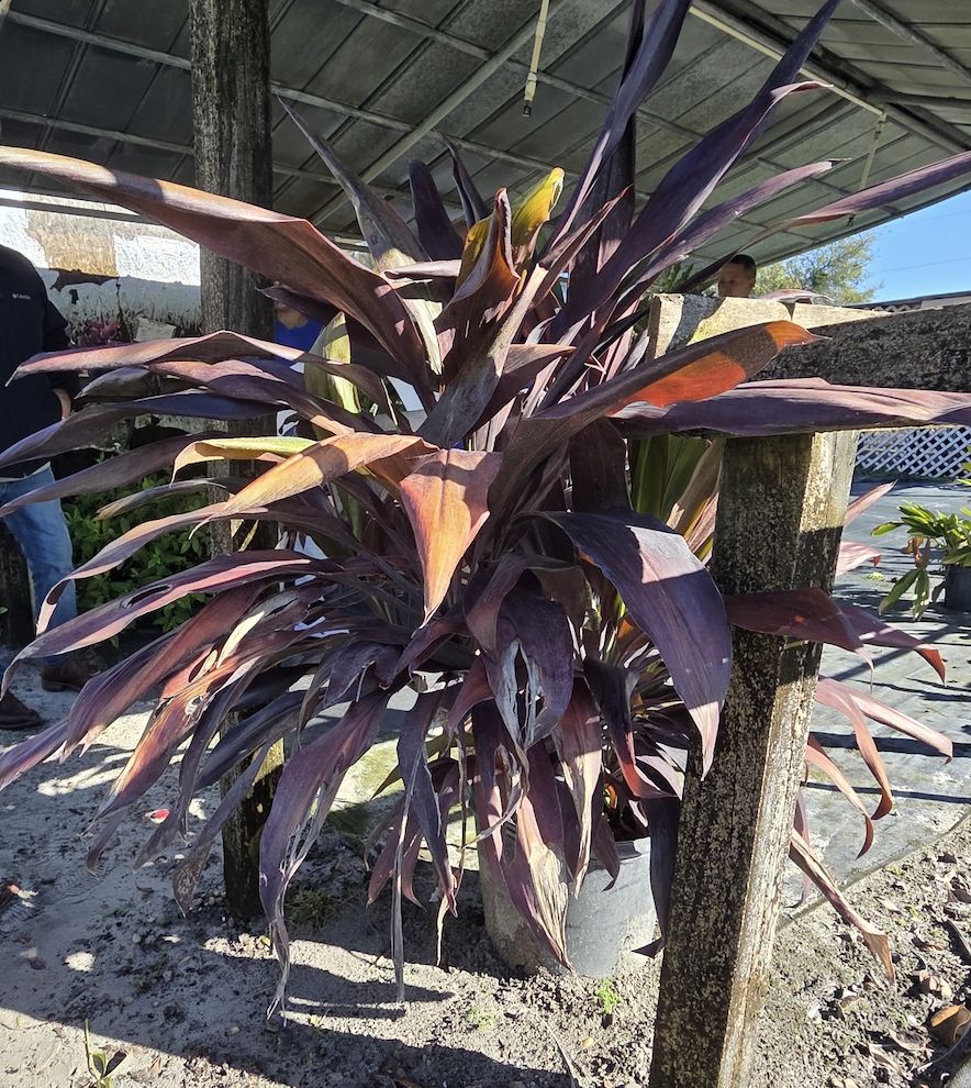 Cordyline ‘Black Magic’ (Cordyline fruticosa 'Black Magic')