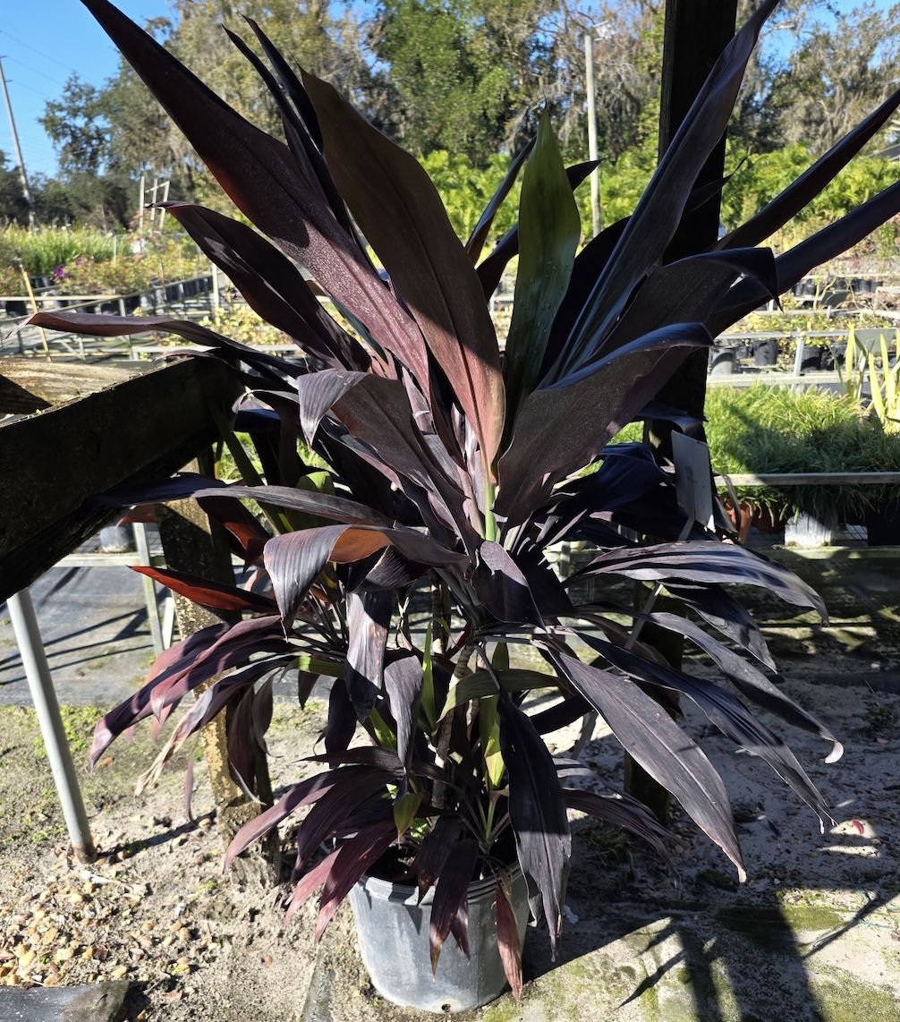 Cordyline ‘Black Magic’ (Cordyline fruticosa 'Black Magic'), Size: 7 Gallon