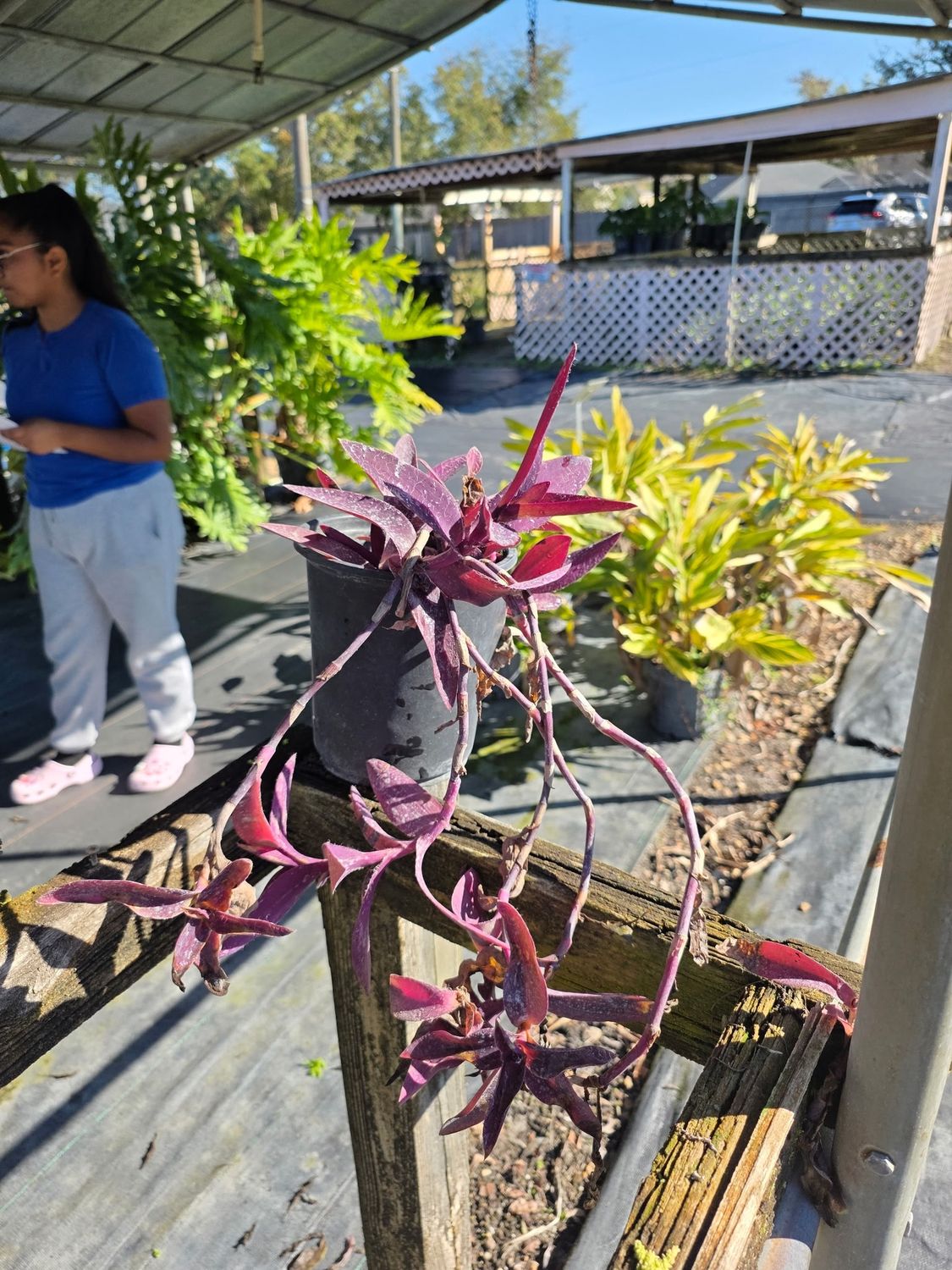 Purple Queen (Tradescantia pallida), Size: 1 Gallon