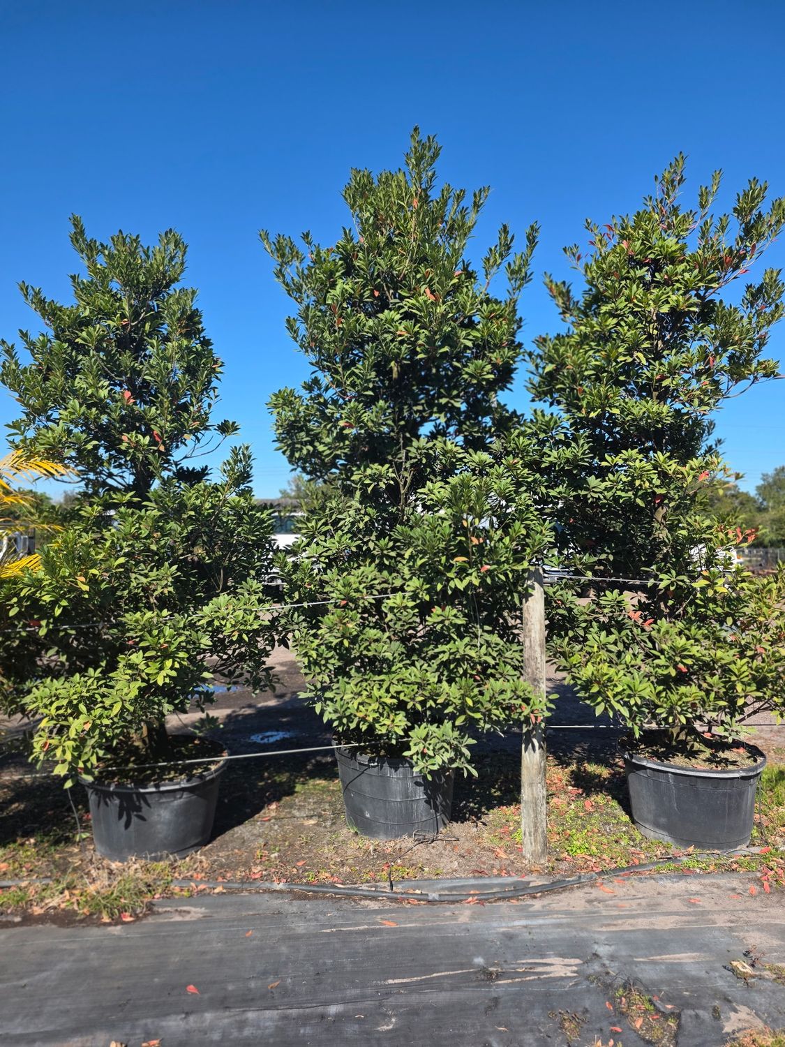 Japanese Blueberry Tree (Elaeocarpus decipiens), Size: 65 Gallon