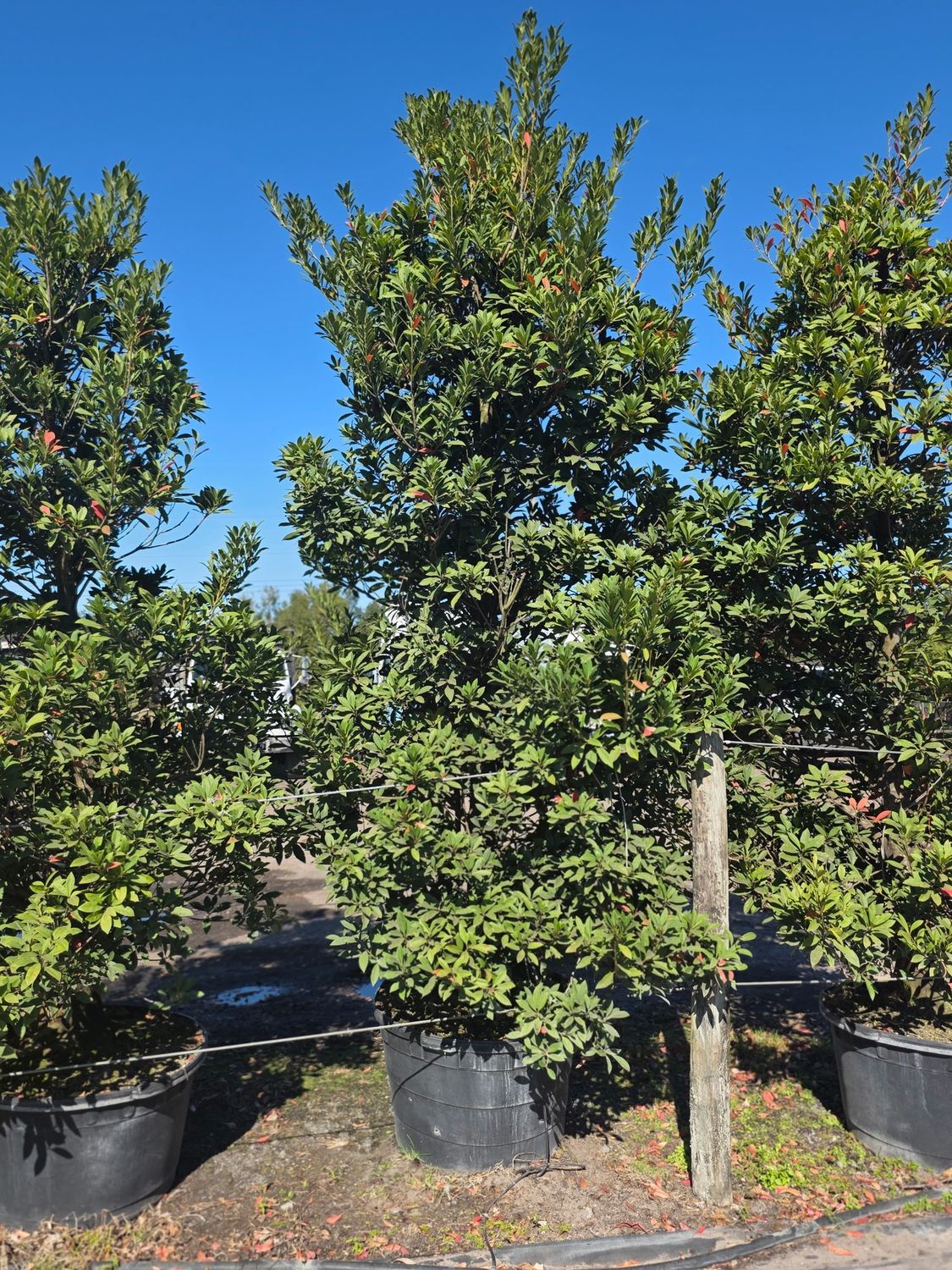 Japanese Blueberry Tree (Elaeocarpus decipiens)