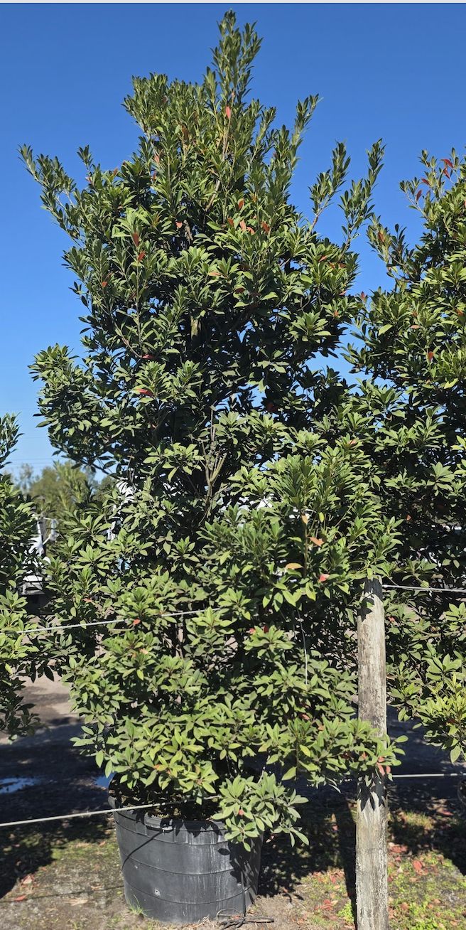 Japanese Blueberry Tree (Elaeocarpus decipiens)