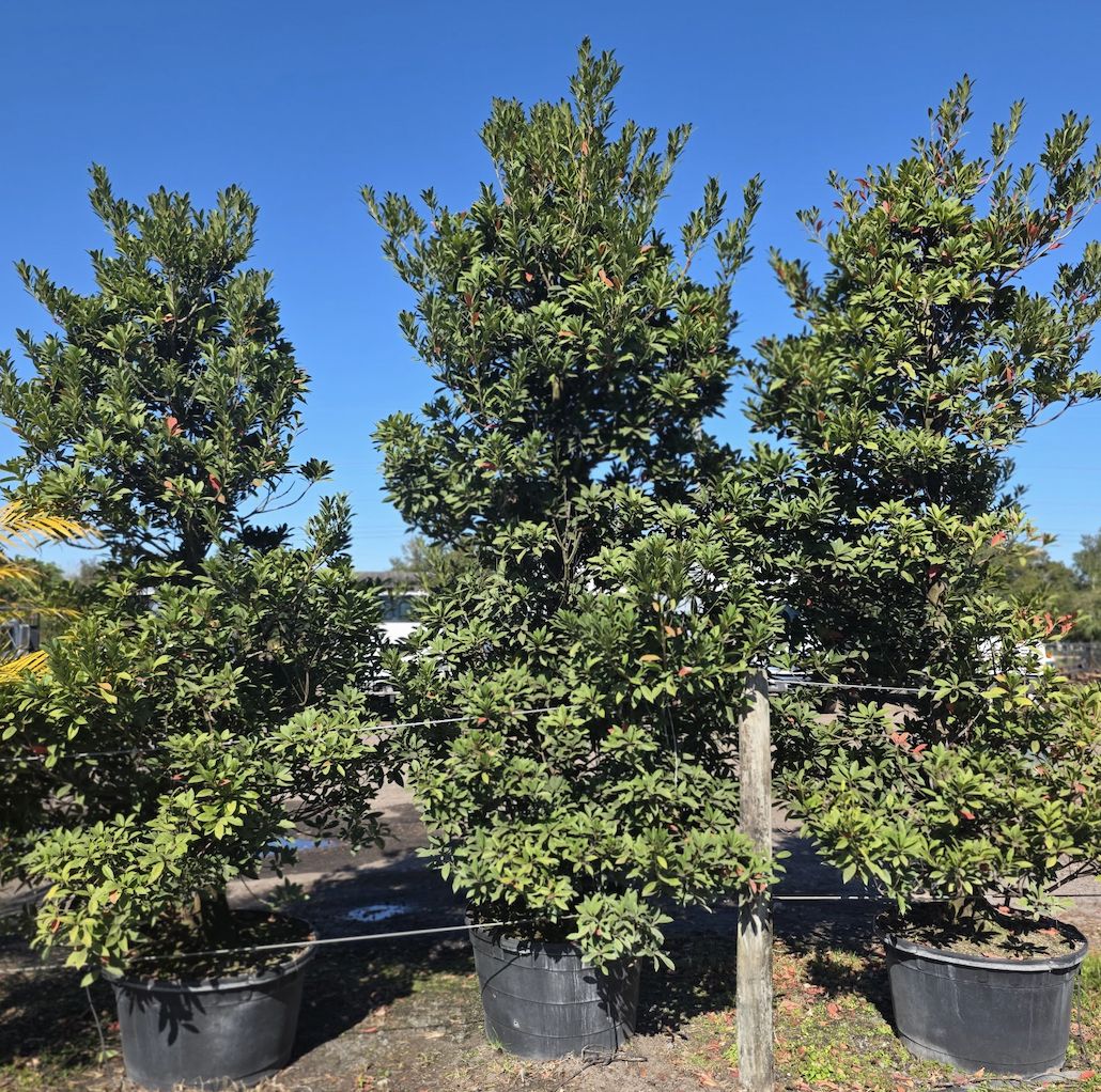 Japanese Blueberry Tree, Size: 65 Gallon
