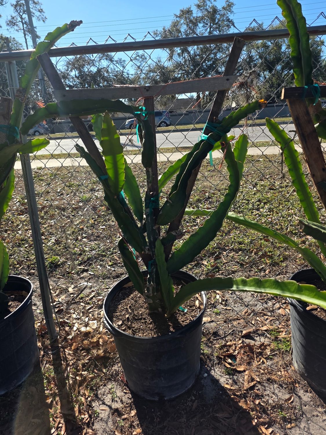 Dragon Fruit (Hylocereus undatus)
