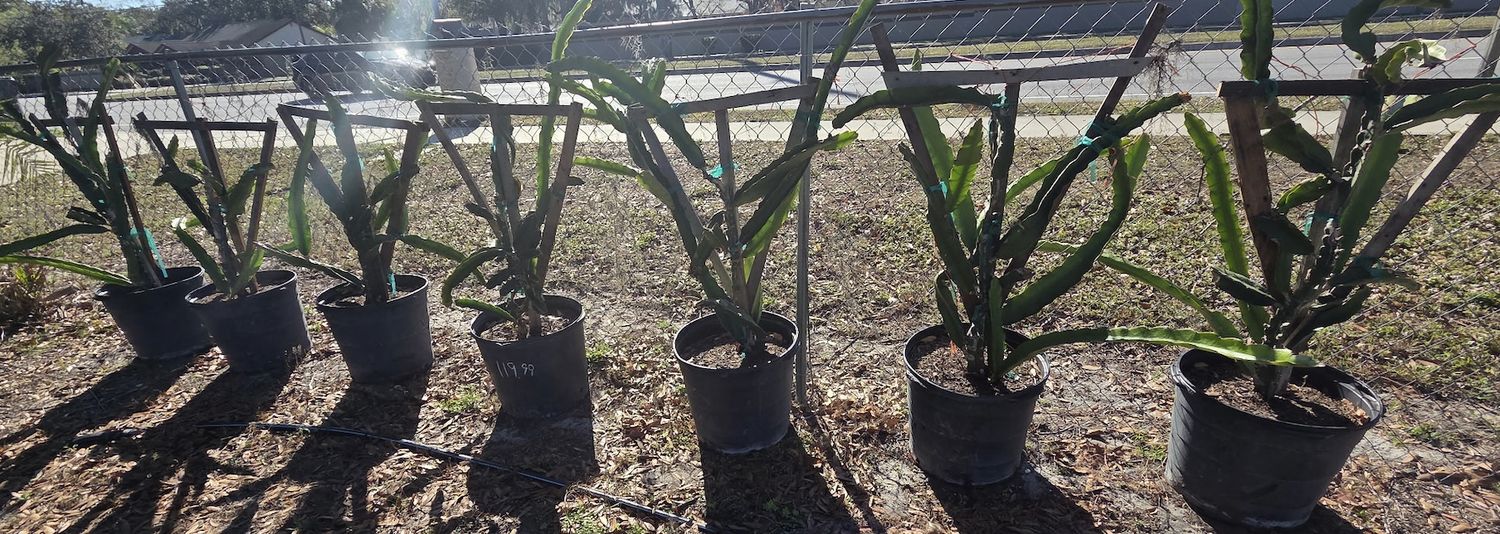 Dragon Fruit (Hylocereus undatus) 15 galon